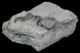 Devonian Brachiopod and Eldregeops - New York #70918-2